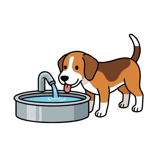 Dog Drinking Water