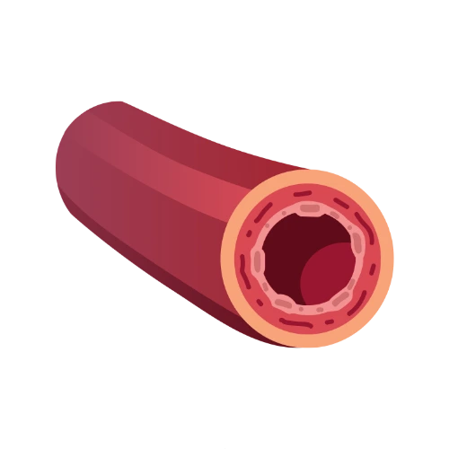 Artery Cross Section