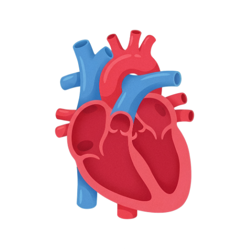 Human Heart